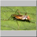 Compsobata cf nigricornis - Stelzfliege 01a 8mm Deister.jpg